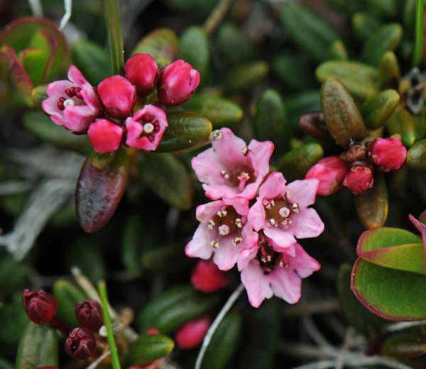 Loiseleuria procumbens