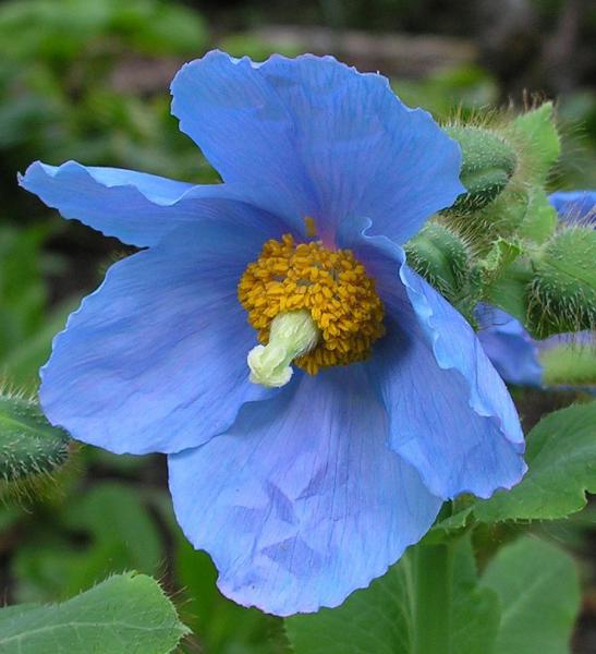 Meconopsis betonicifolia