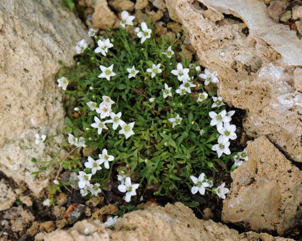 Minuartia erythrosepala