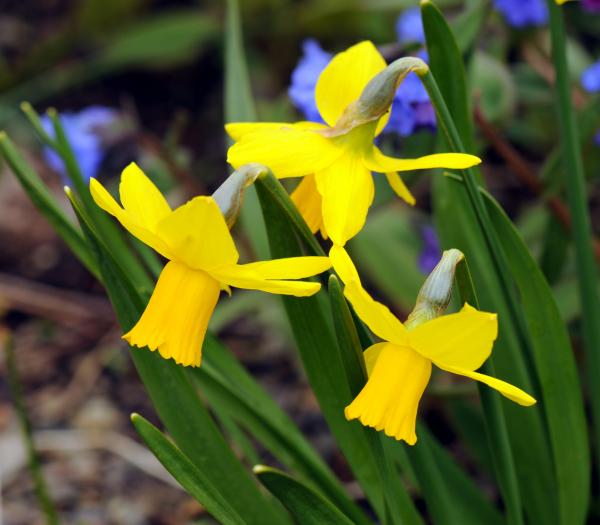 Narcissus 'February Gold'