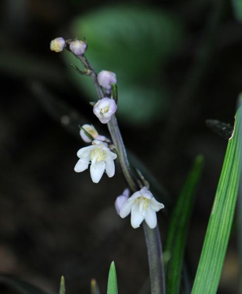 Ophiopogon planiscapus 'Nigrescens'