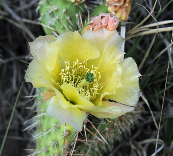 Opuntia fragilis