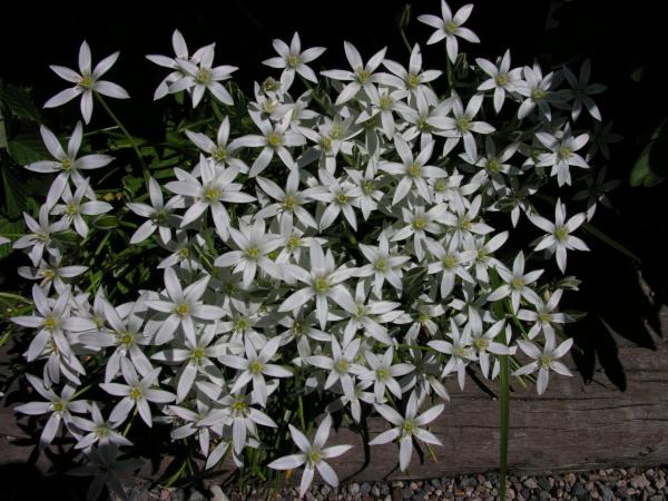 Ornithogalum umbellatum