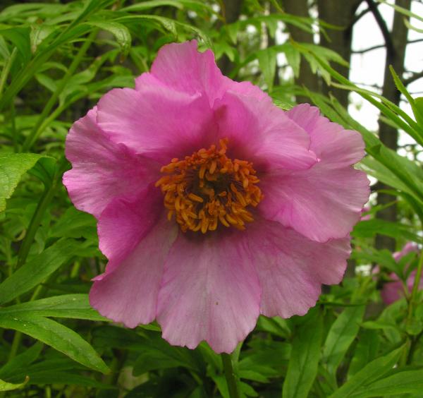 Paeonia veitchii