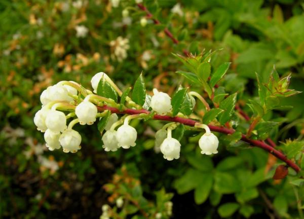 Pernettya mucronata