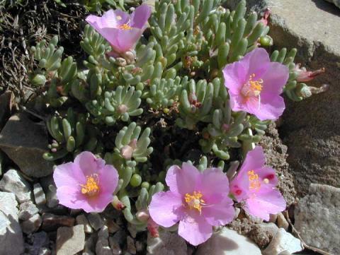 Phemeranthus brevifolium