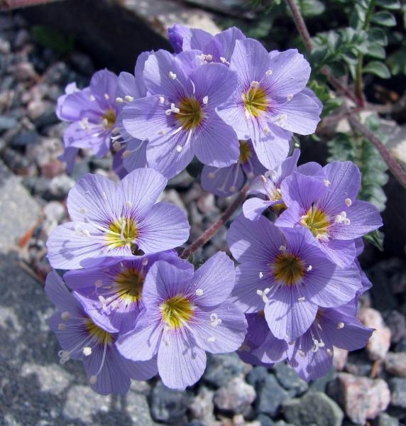 Polemonium pulcherrimum