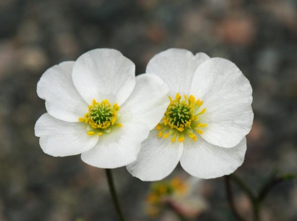 Ranunculus parnassifolius