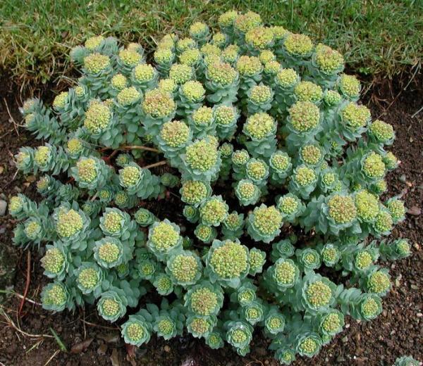 Rhodiola rosea