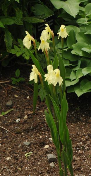 Roscoea cautleyoides