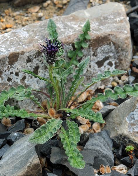 Saussurea nepalensis