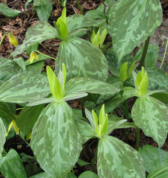 Trillium luteum