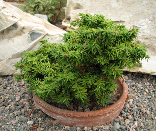 Tsuga canadensis 'Minuta'