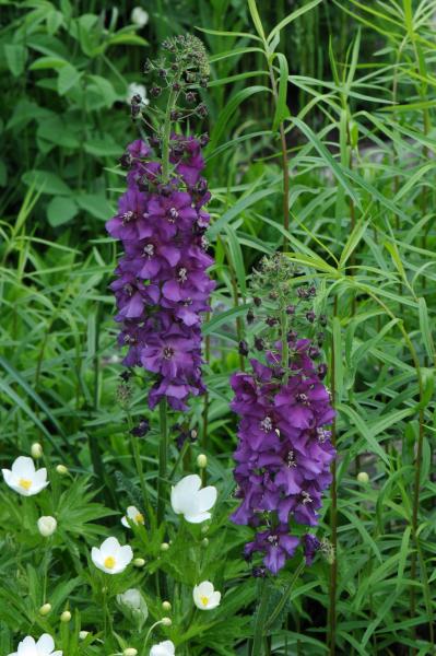 Verbascum phoenicium