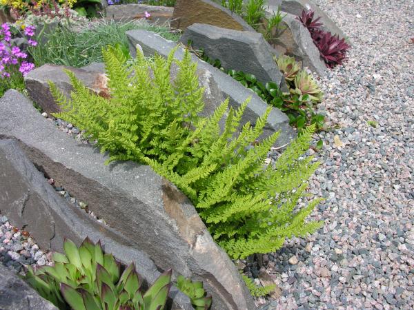 Woodsia ilvensis