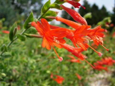 Epilobium canum subsp. garettii