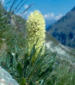 Campanula_thyrsoides.jpg