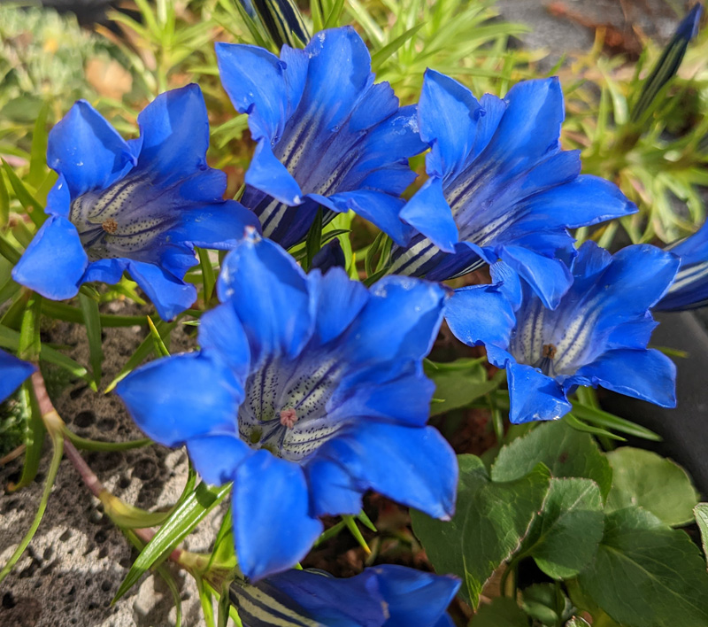 Gentiana sino-ornata