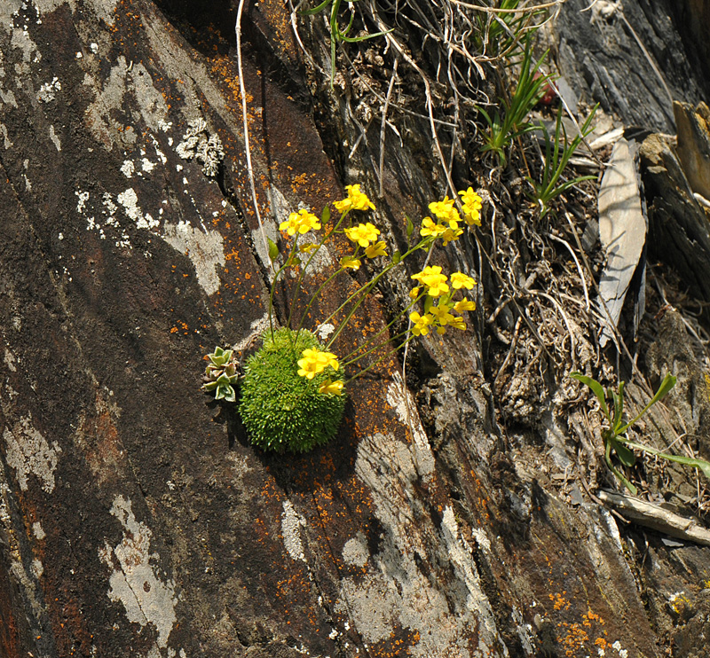 Draba rigida