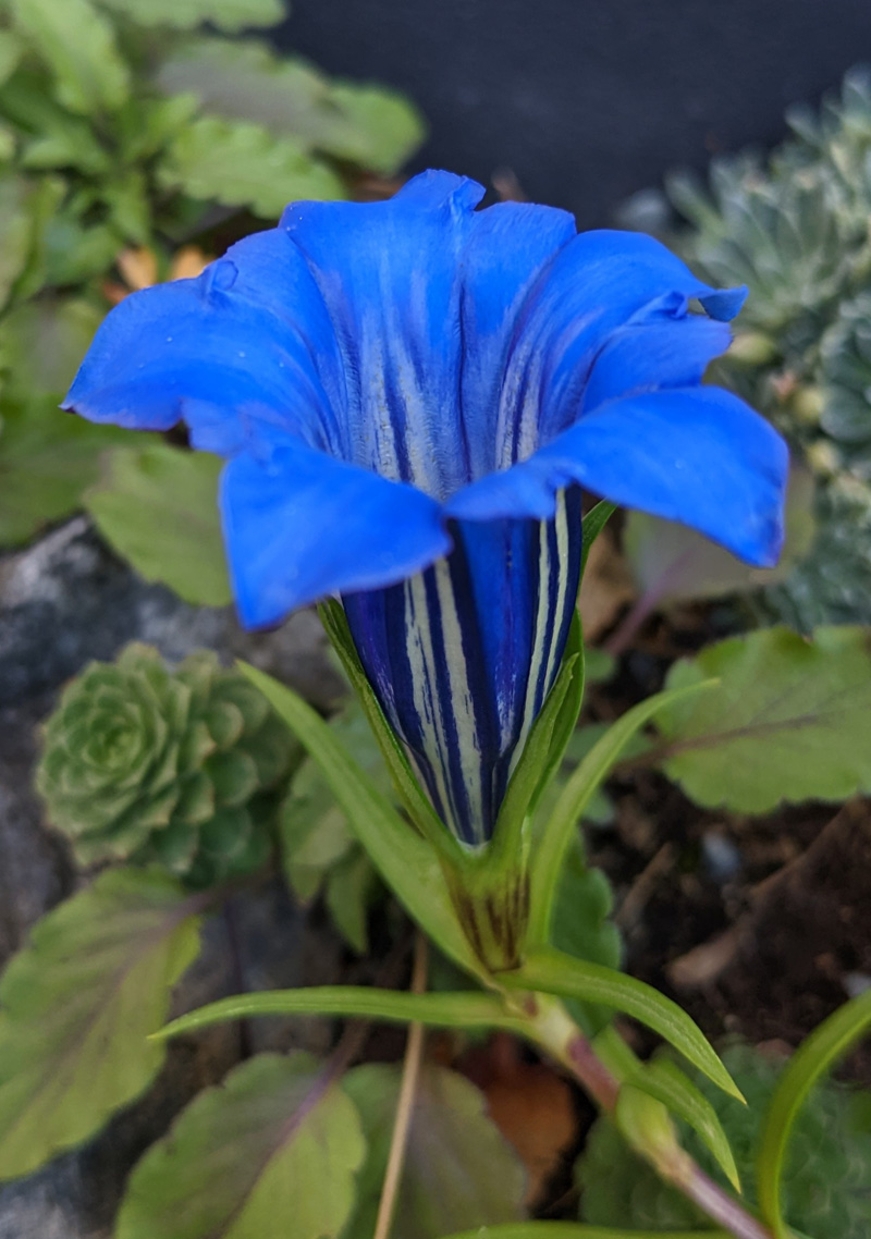 Gentiana sino-ornata