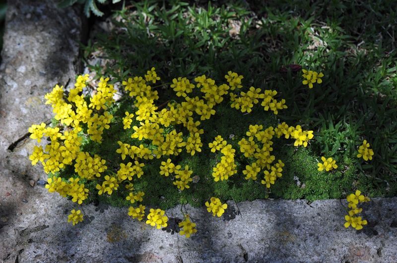 Draba rigida ssp. bryoides