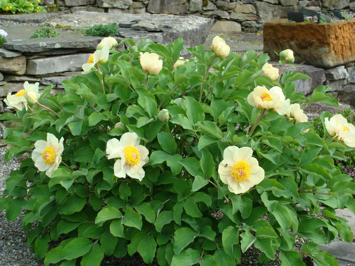 Paeonia mlokosewitschii