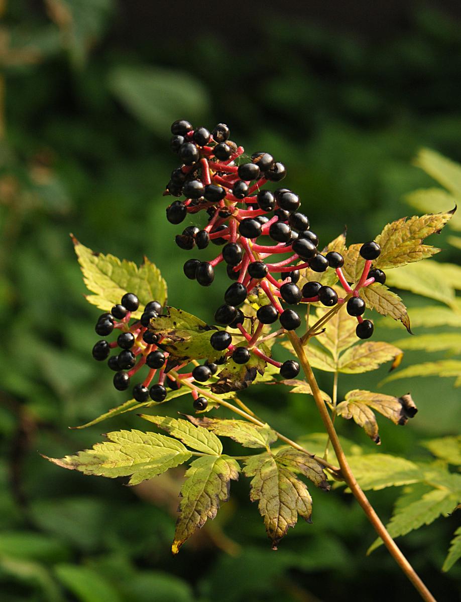 Actaea asiatica