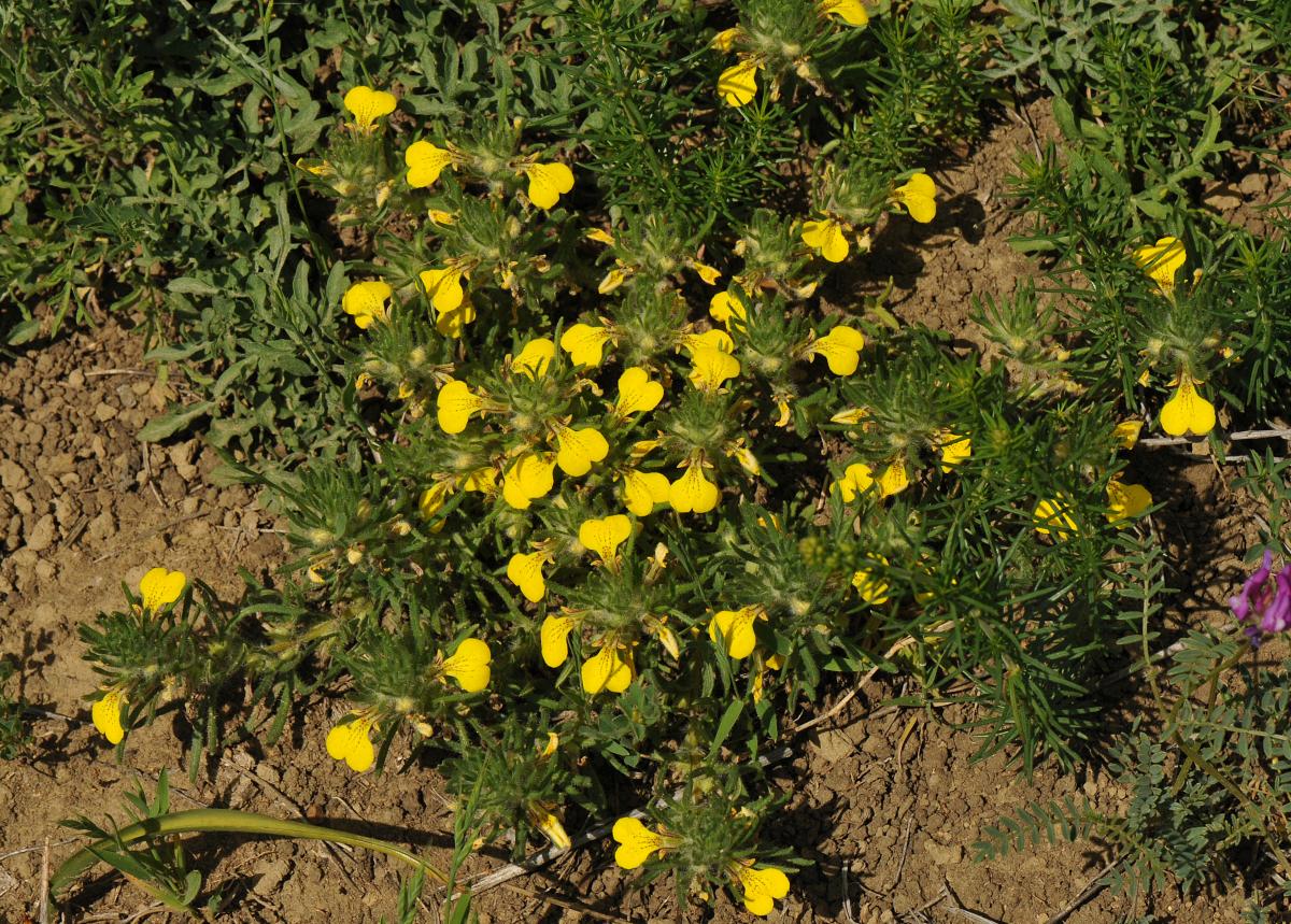 Ajuga chamaepitys