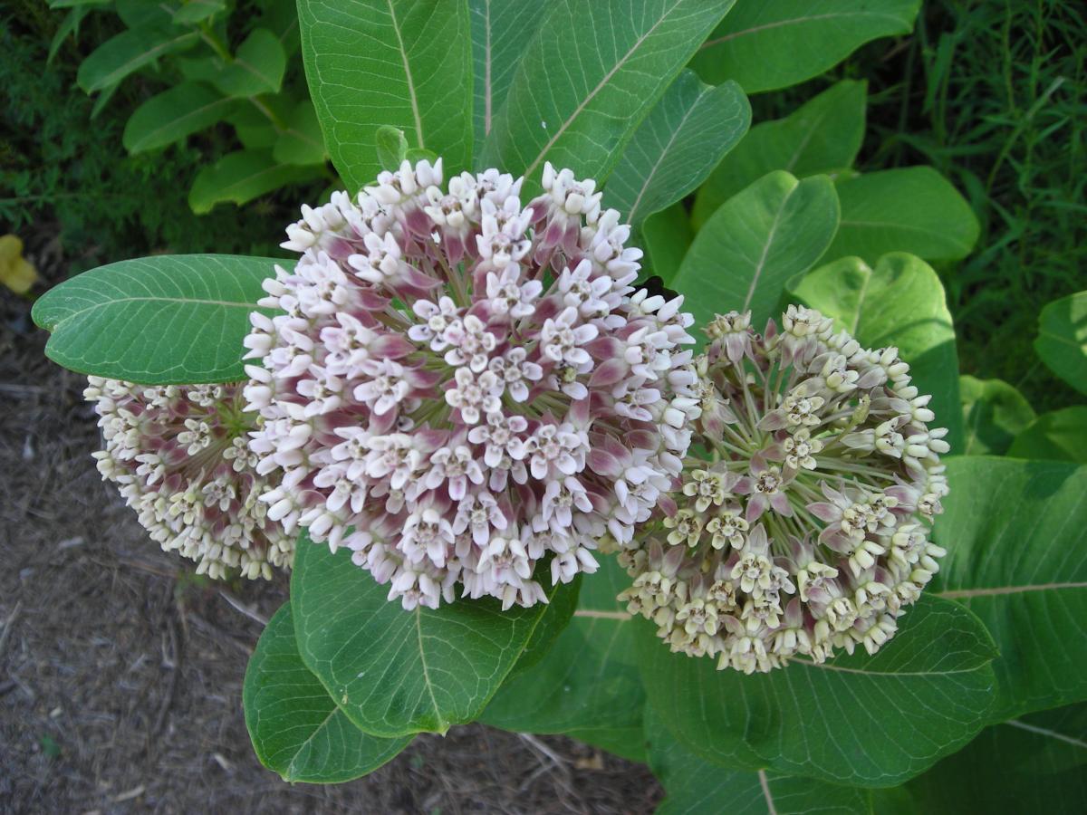 Asclepias syriaca