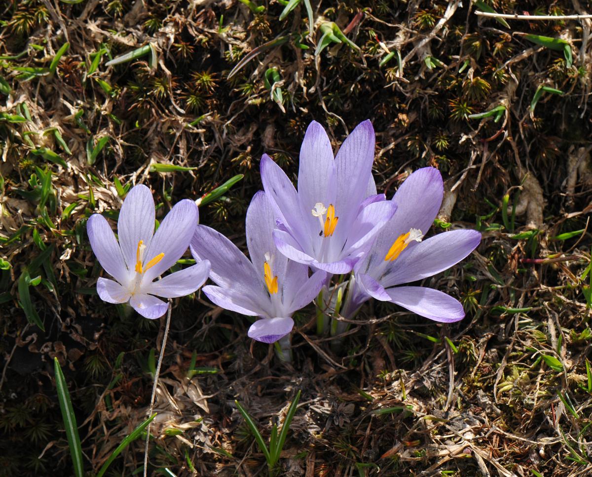 Crocus veluchensis