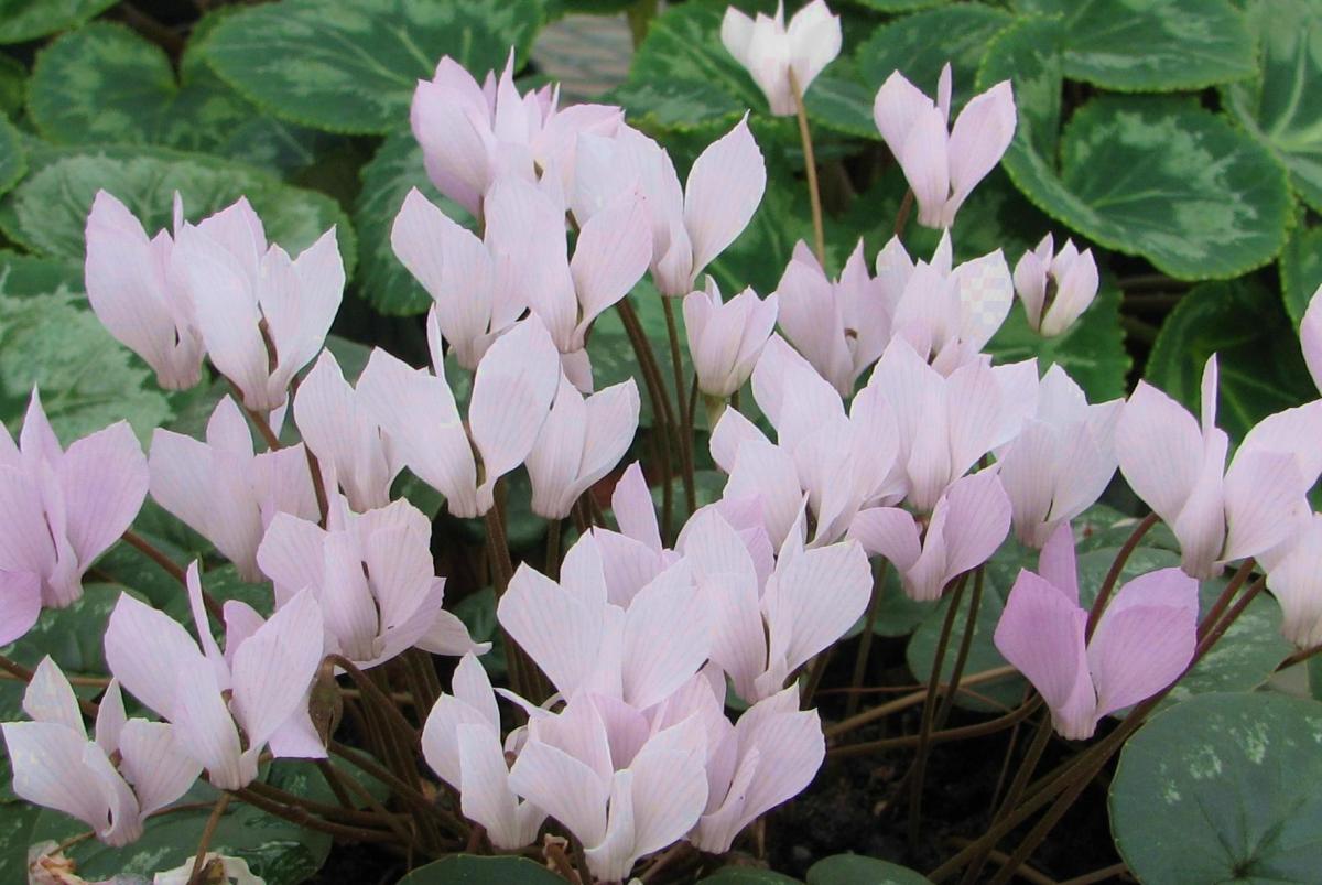 Pink form of Cyclamen intaminatum