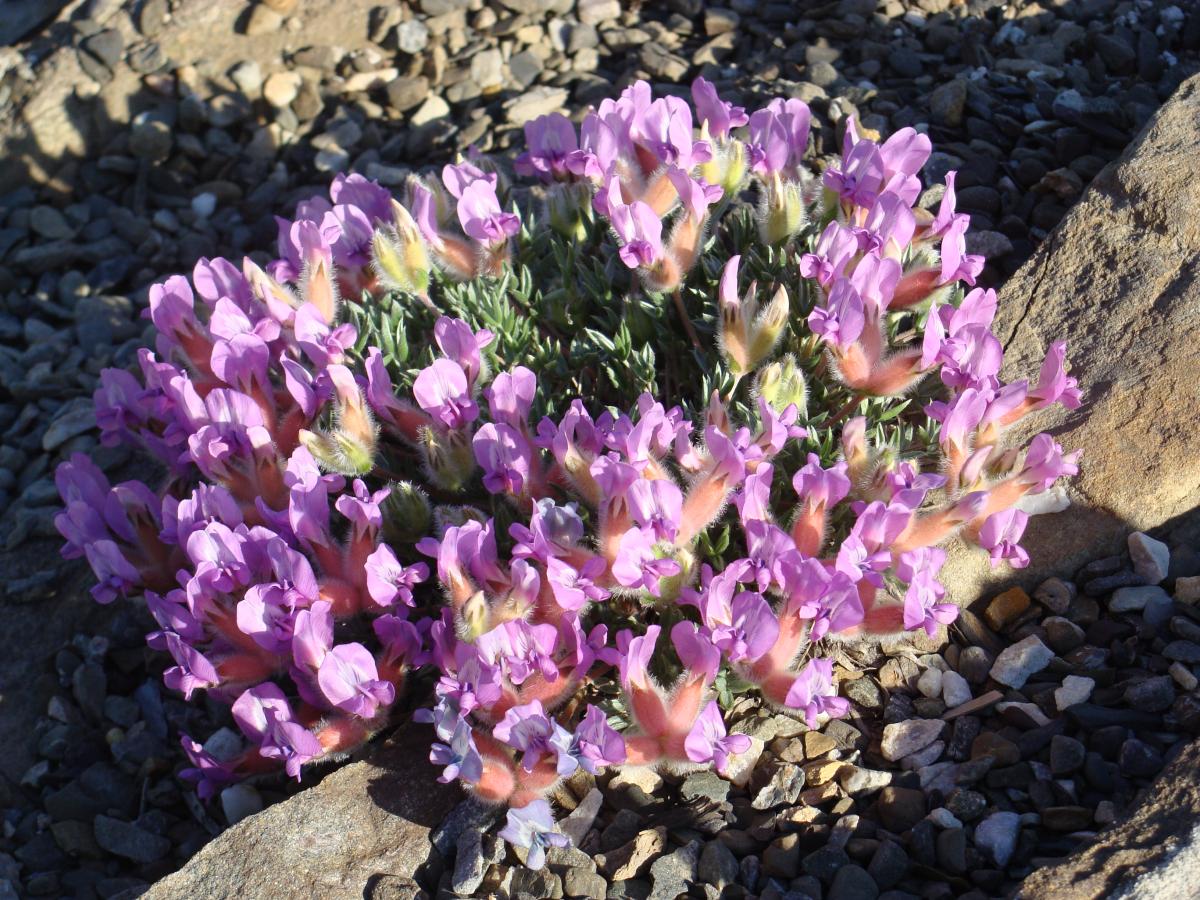 Oxytropis multiceps