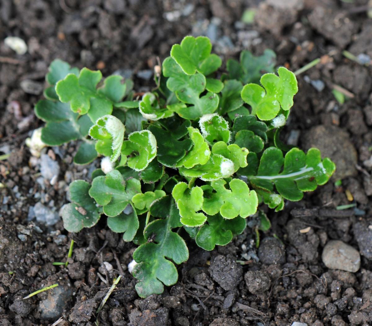 Asplenium ceterach; photo by Todd Boland