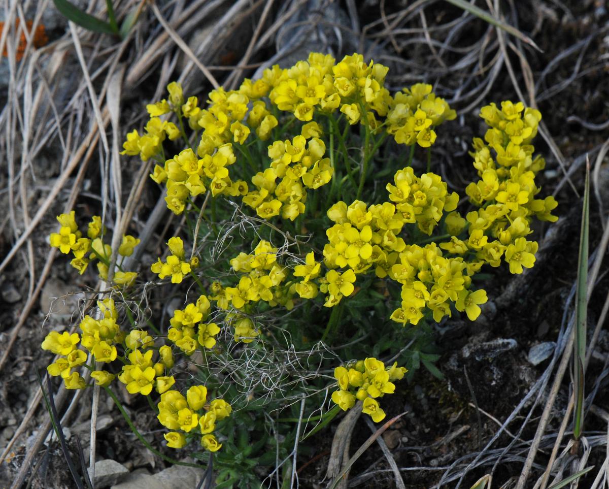 Draba incerta