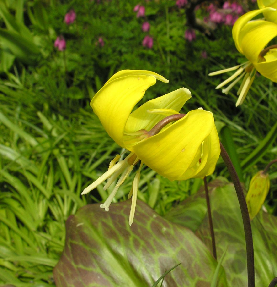 Erythronium 'Pagoda'