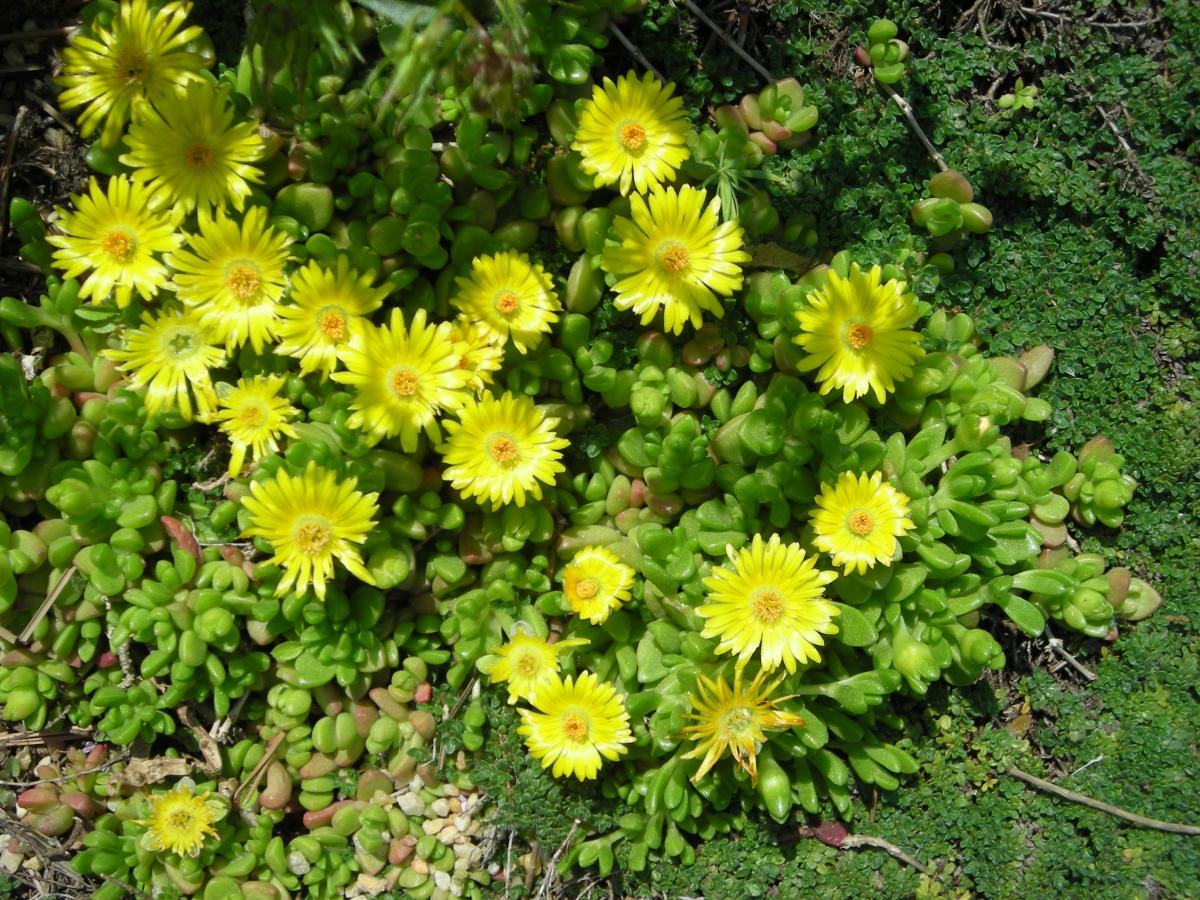 Delosperma nubigenum