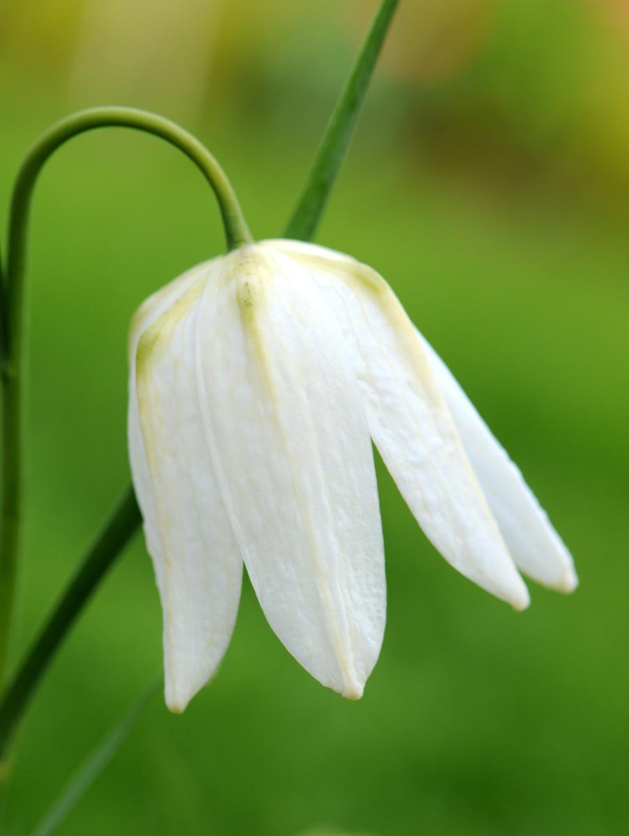 Fritillaria meleagris 'Alba'