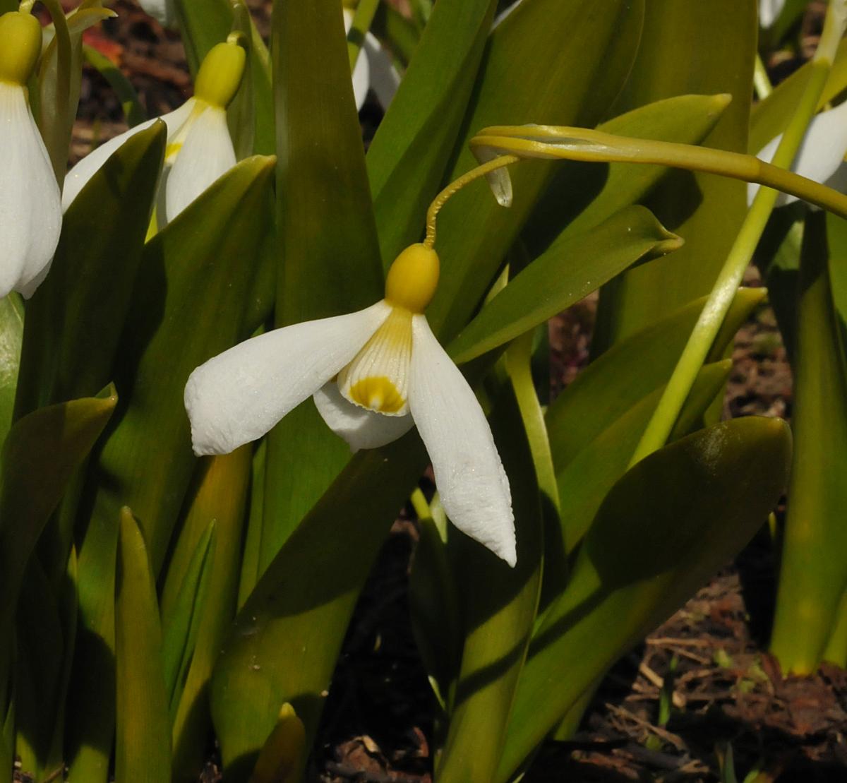 Galanthus platyphyllus