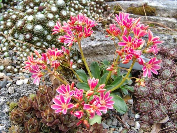 Highberg Lewisia