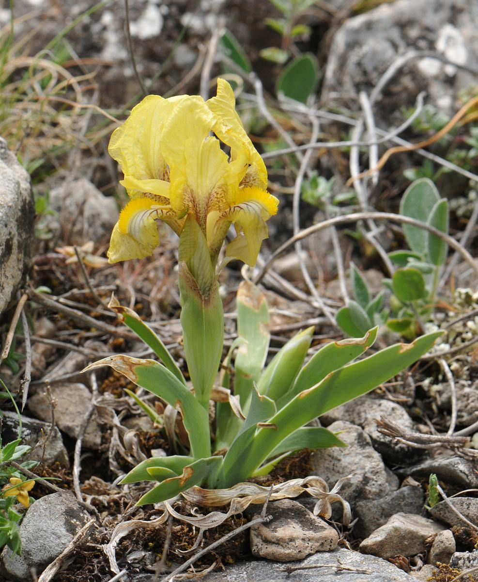 Iris reichenbachii