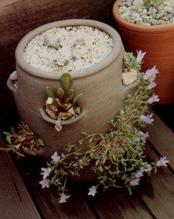 Campanula sp.