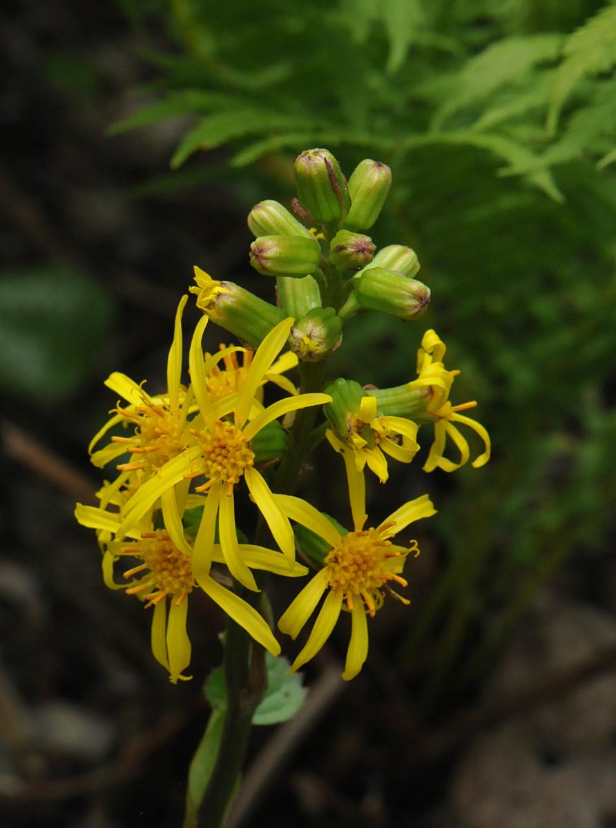 Ligularia subsagittata