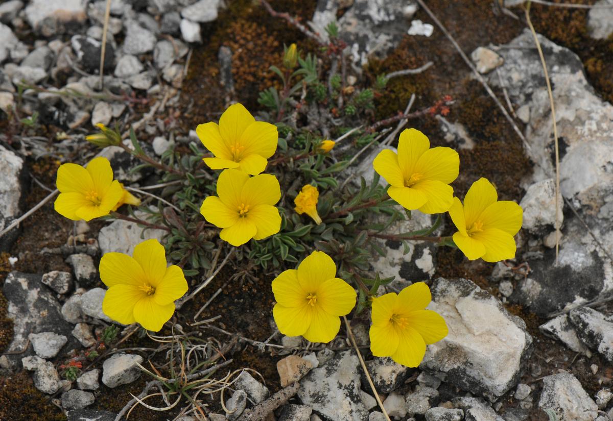 Linum elegans