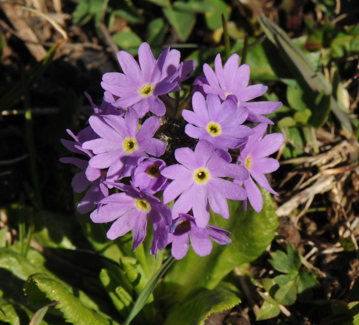 Primula algida