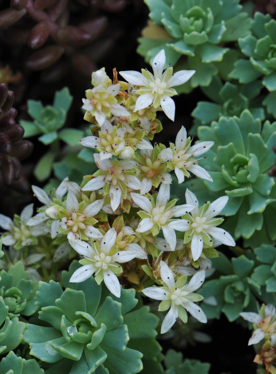 Rhodiola pachyclados