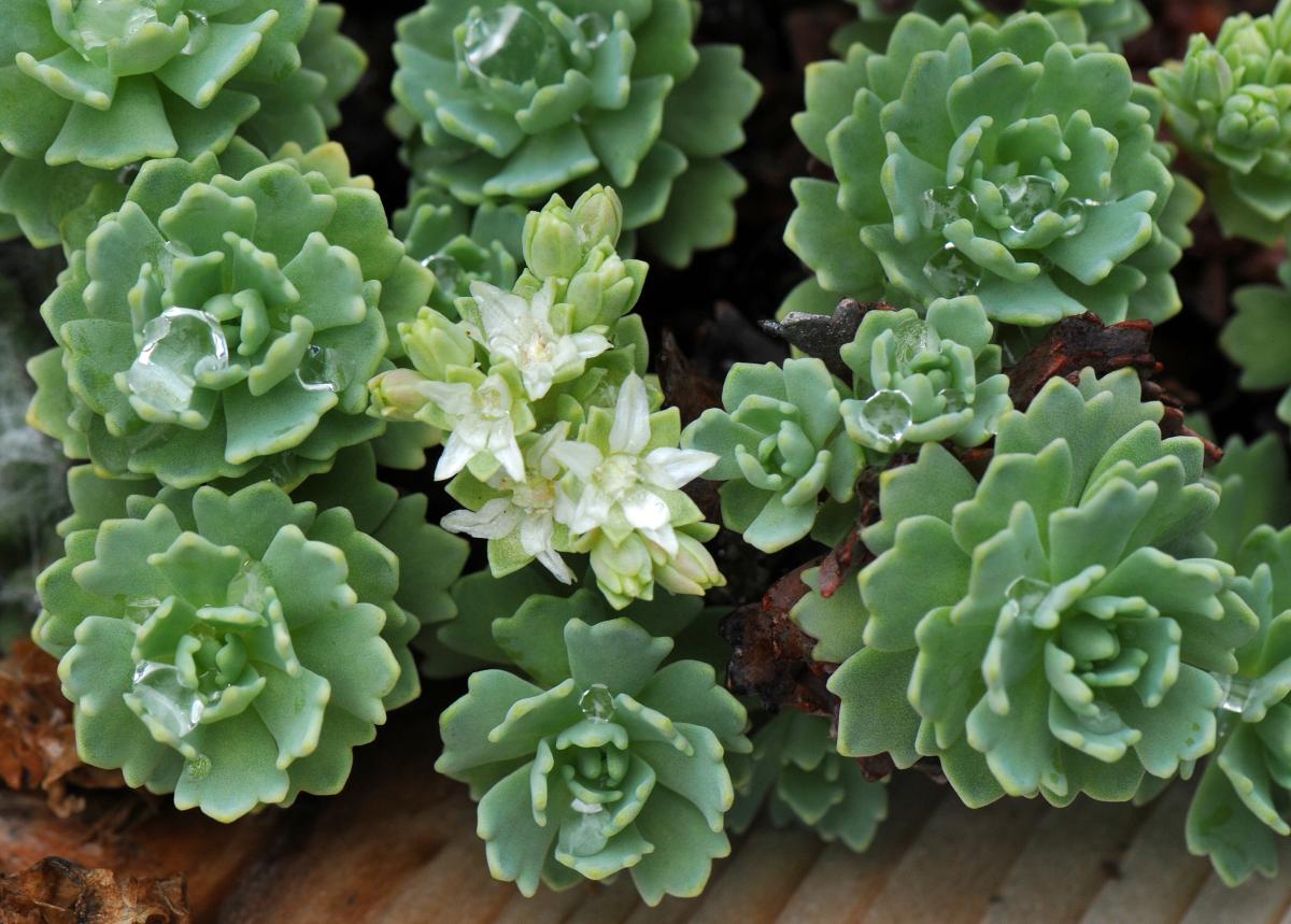 Rhodiola pachyclados