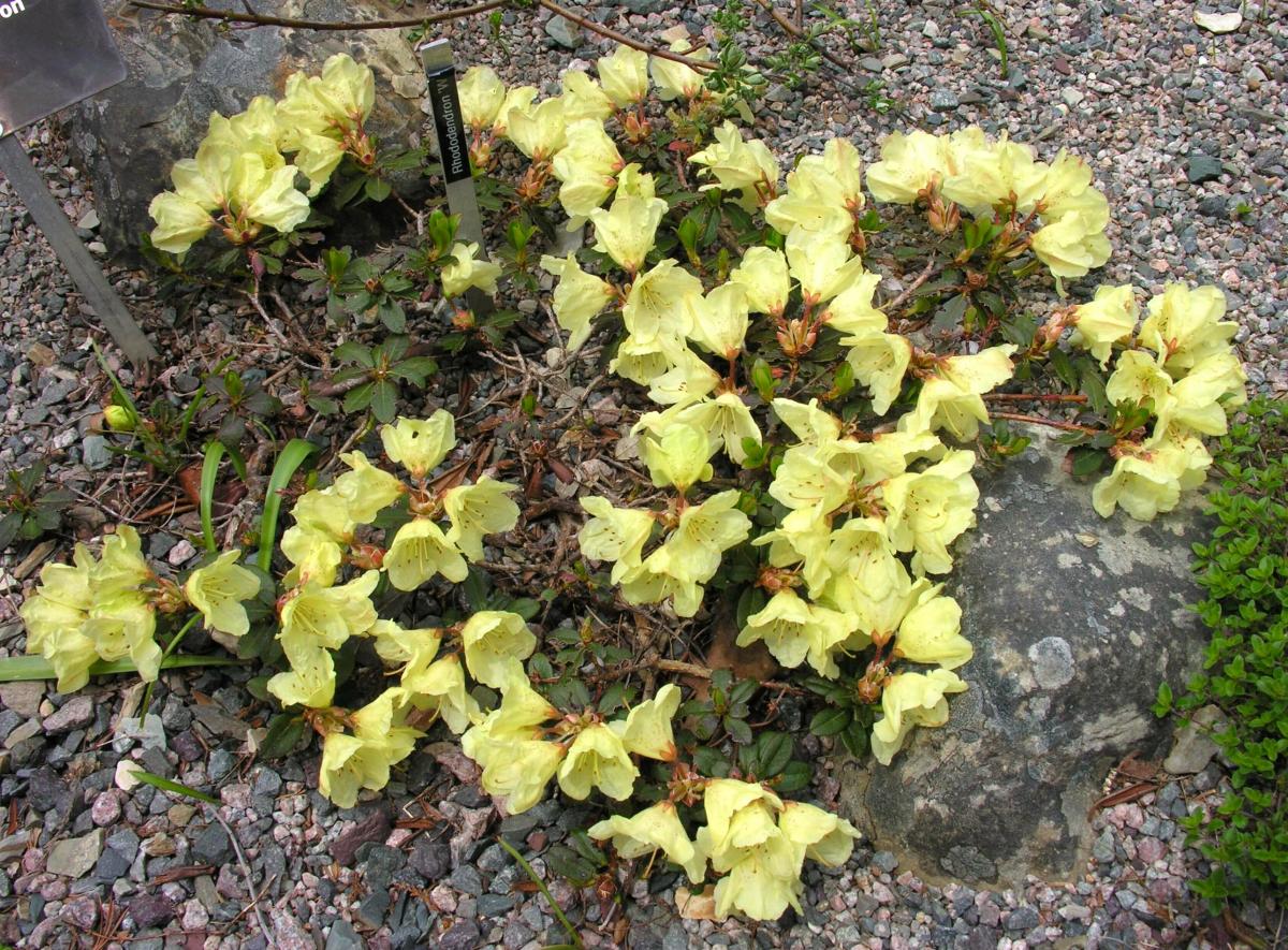 Rhododendron 'Wren'