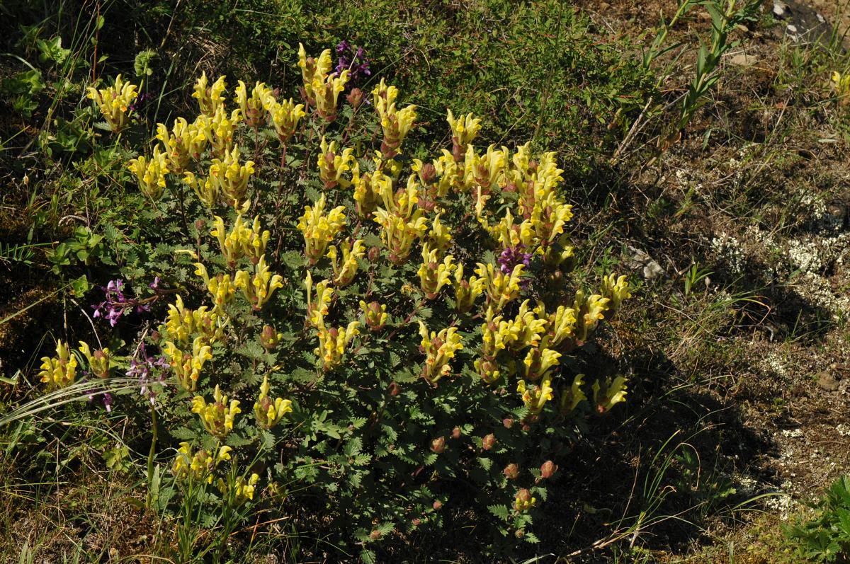 Scutellaria orientalis