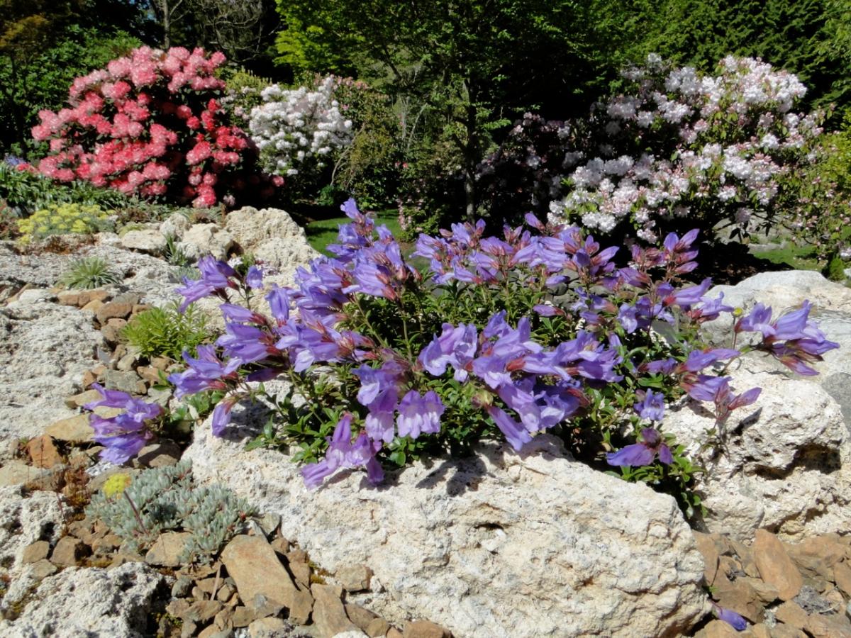 Penstemon davidsonii