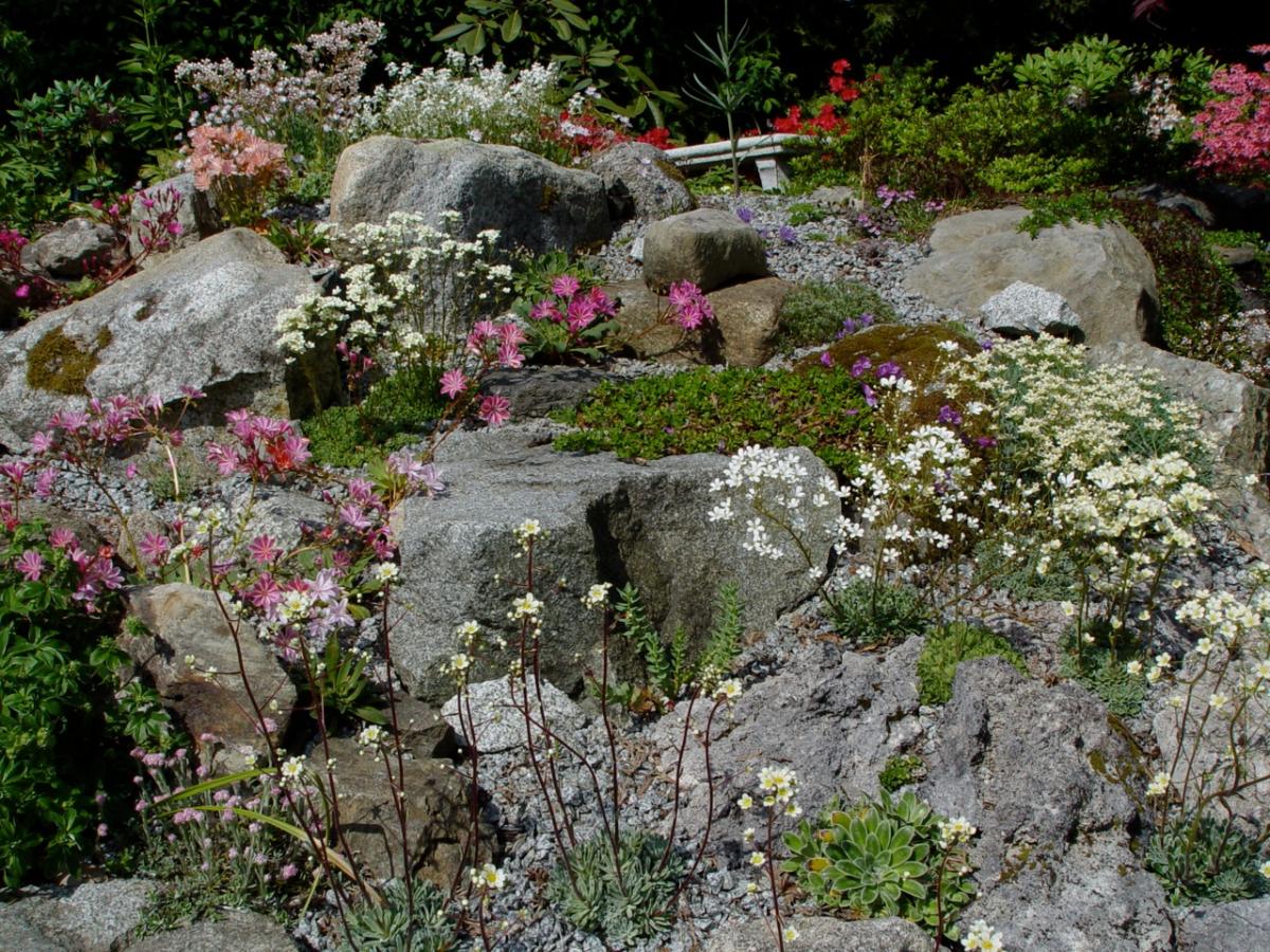 Saxes and Lewisias